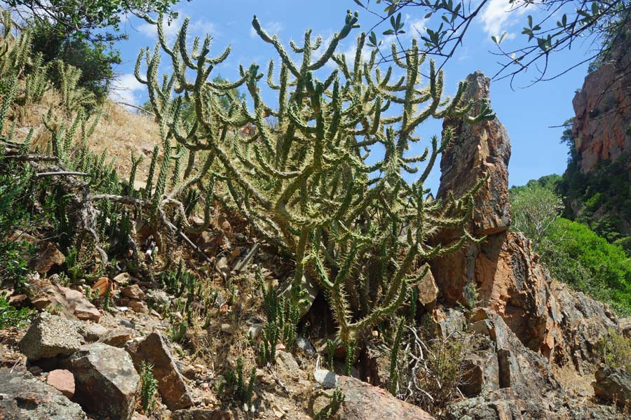 Austrocylindropuntia subulata / Opunzia subulata